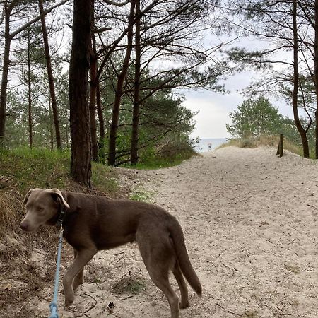 Reet Am Strand Mit Hund Karlshagen Zewnętrze zdjęcie