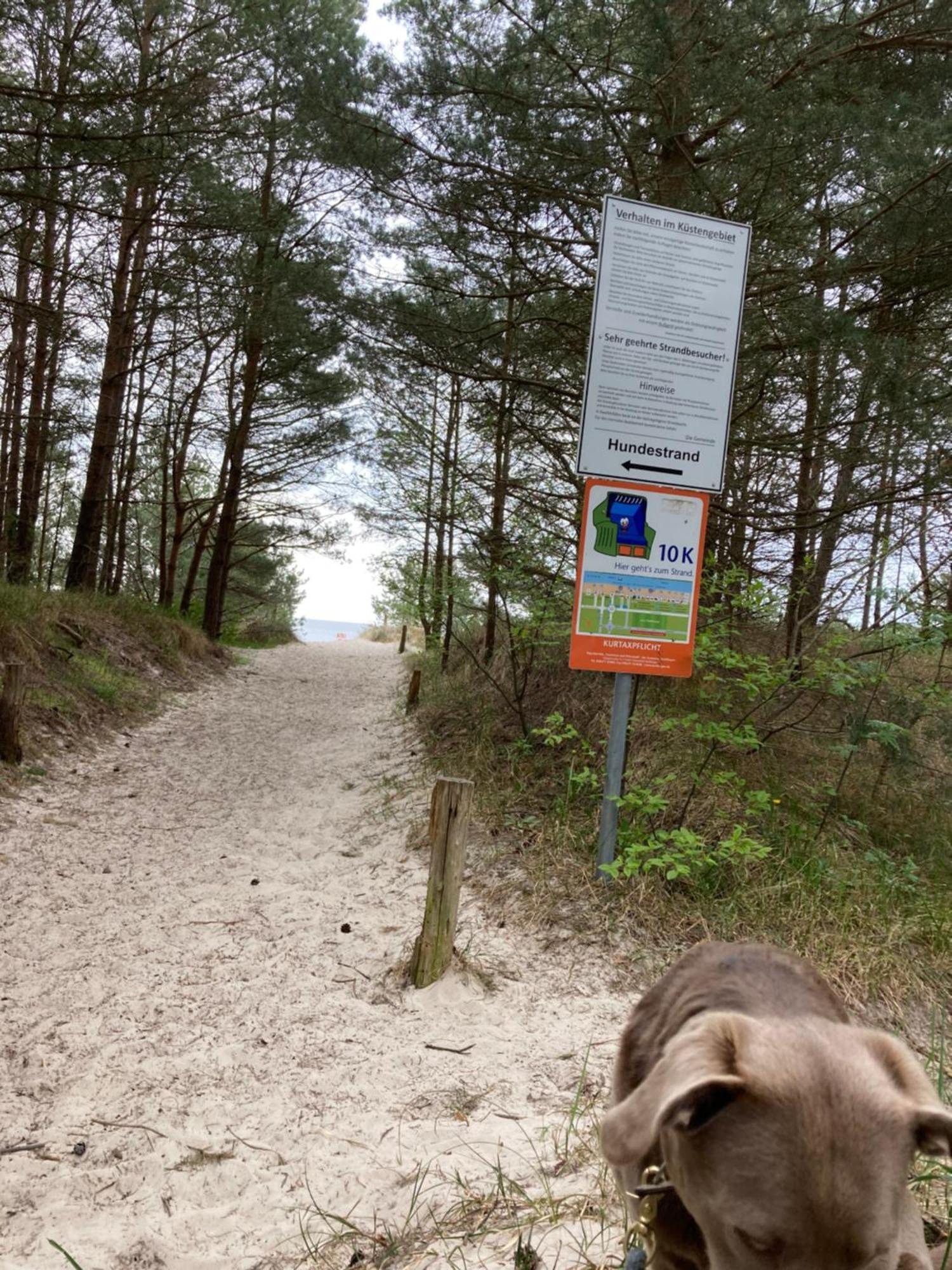 Reet Am Strand Mit Hund Karlshagen Zewnętrze zdjęcie