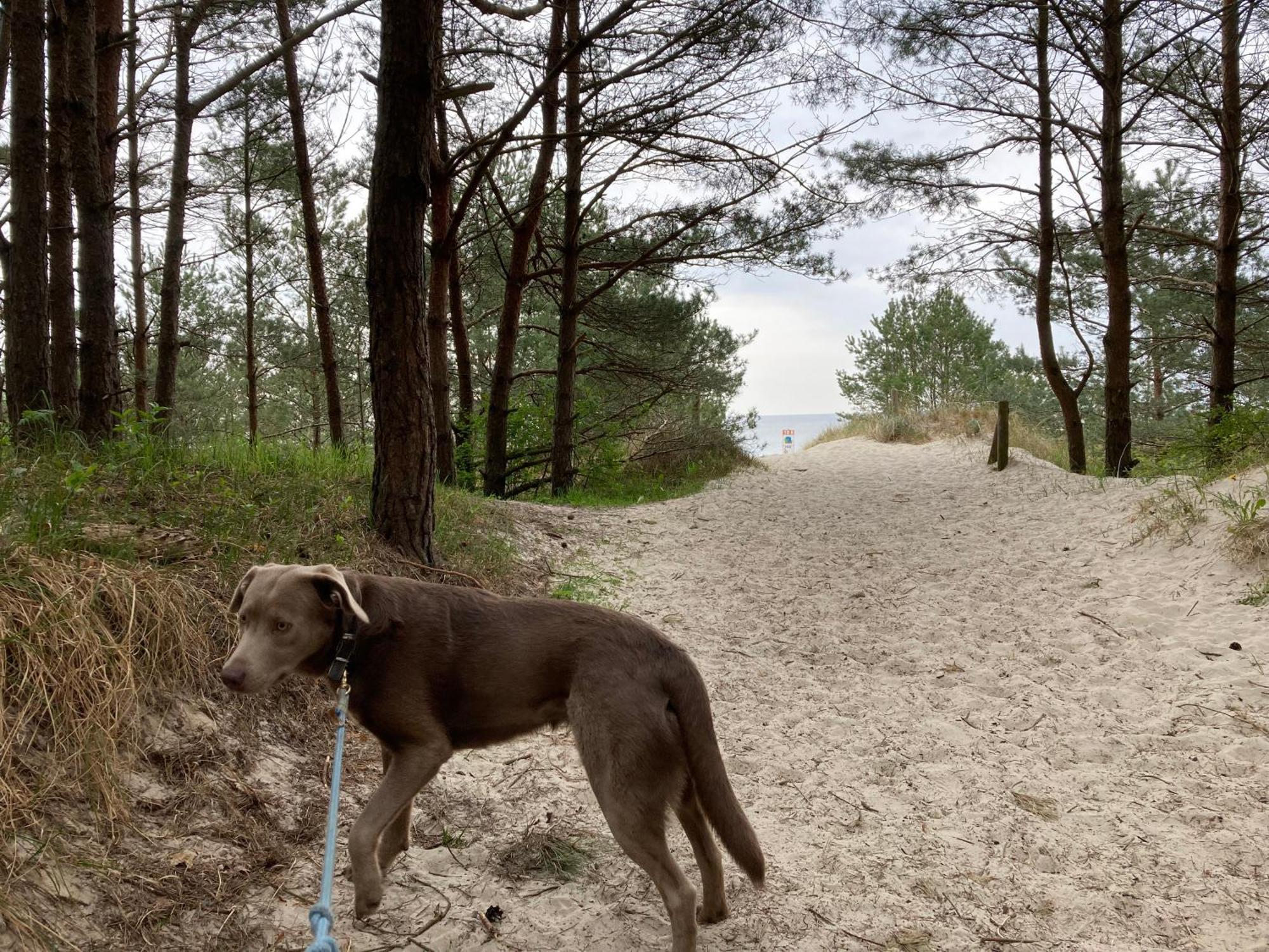 Reet Am Strand Mit Hund Karlshagen Zewnętrze zdjęcie