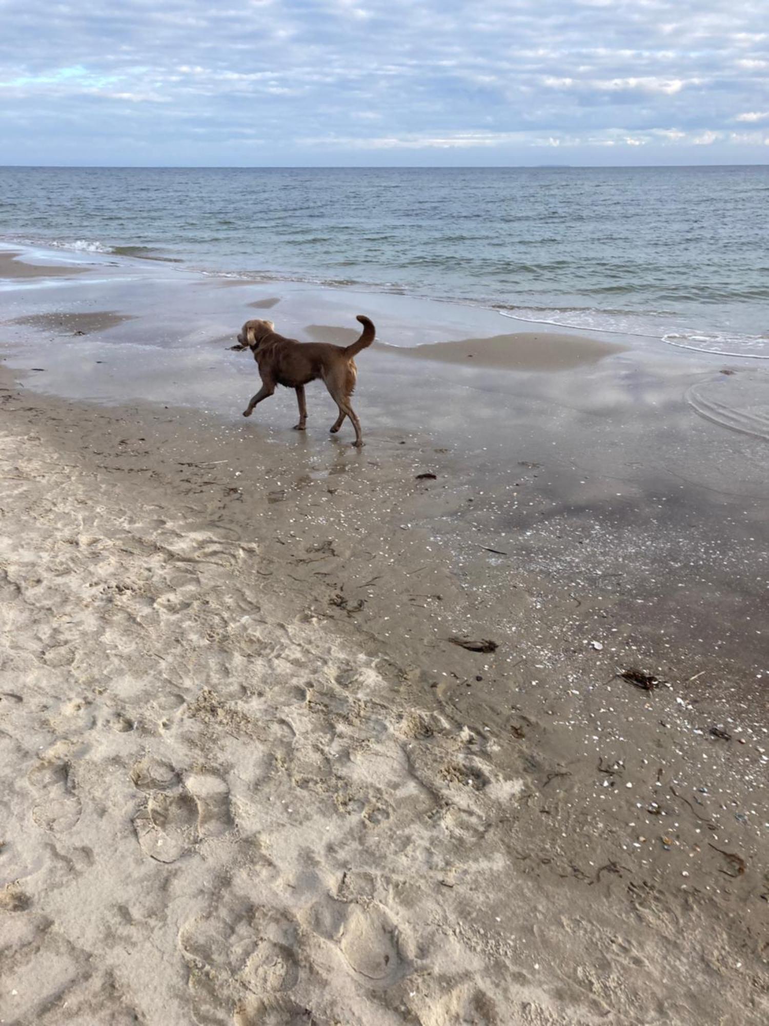 Reet Am Strand Mit Hund Karlshagen Zewnętrze zdjęcie