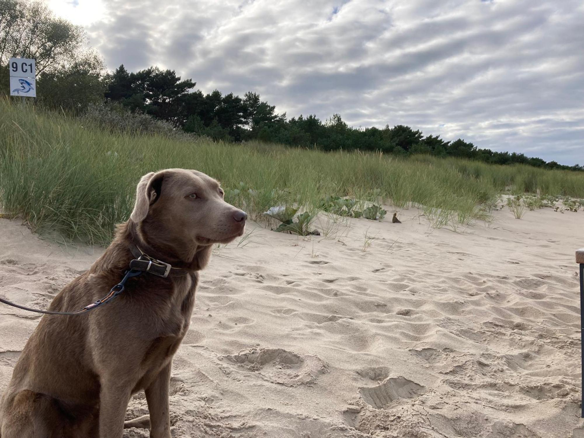 Reet Am Strand Mit Hund Karlshagen Zewnętrze zdjęcie