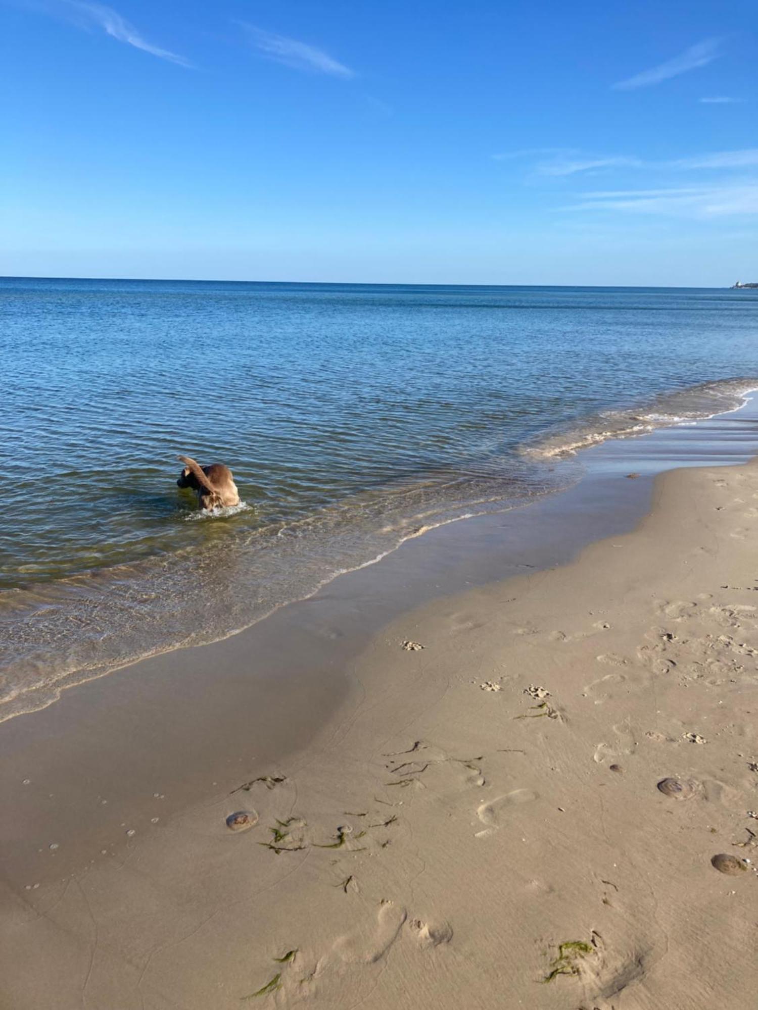 Reet Am Strand Mit Hund Karlshagen Zewnętrze zdjęcie