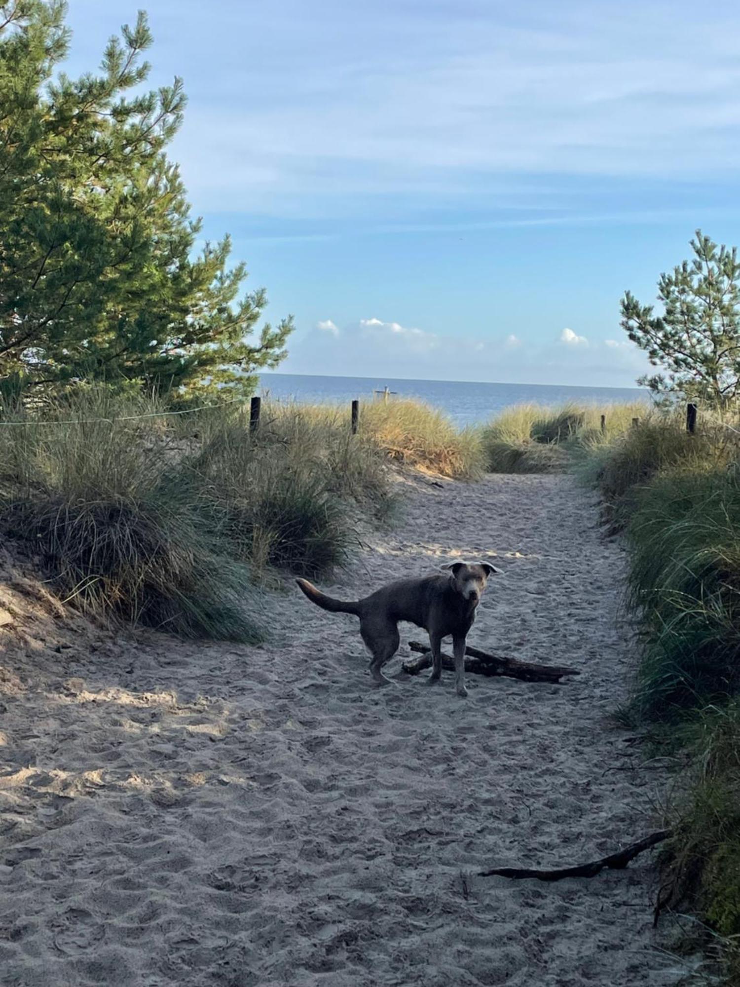 Reet Am Strand Mit Hund Karlshagen Zewnętrze zdjęcie